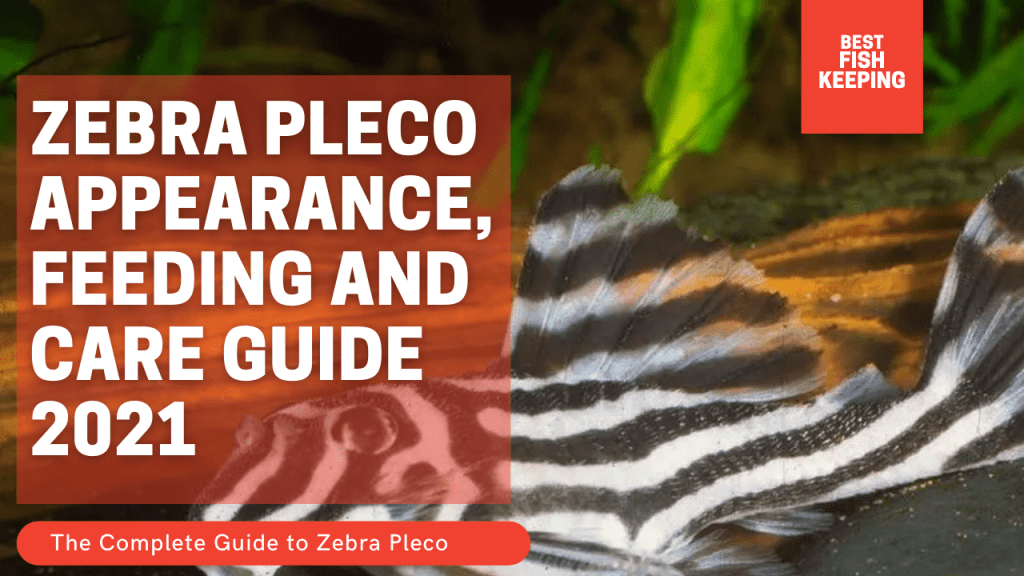 Zebra Pleco Appearance, Feeding and Care Guide 2021
