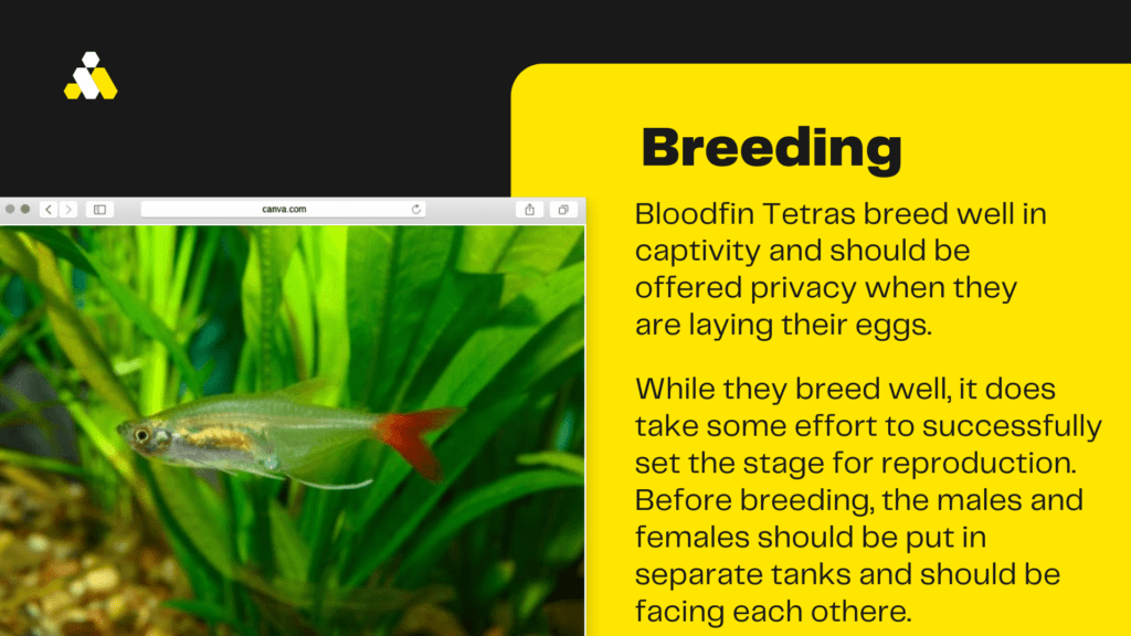 bloodfin tetra breeding
