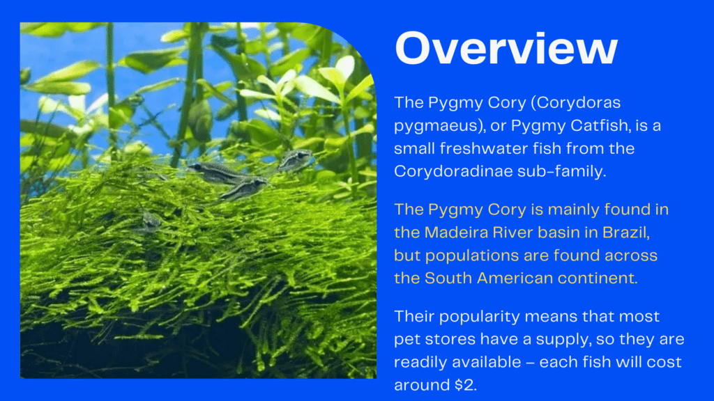 Overview of Pygmy Cory