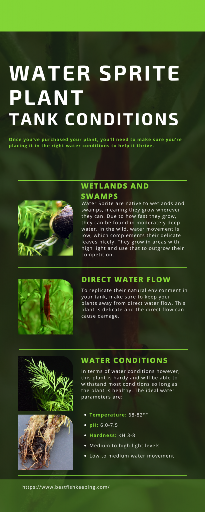 Water Sprite Plant: The Complete Care Guide 2021