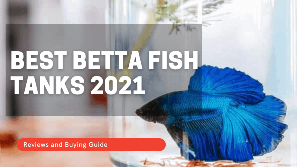 Best Betta Fish Tanks