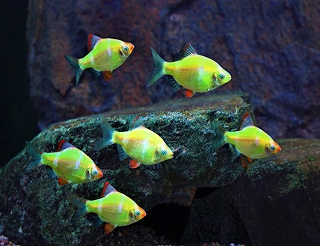 GloFish Barbs
