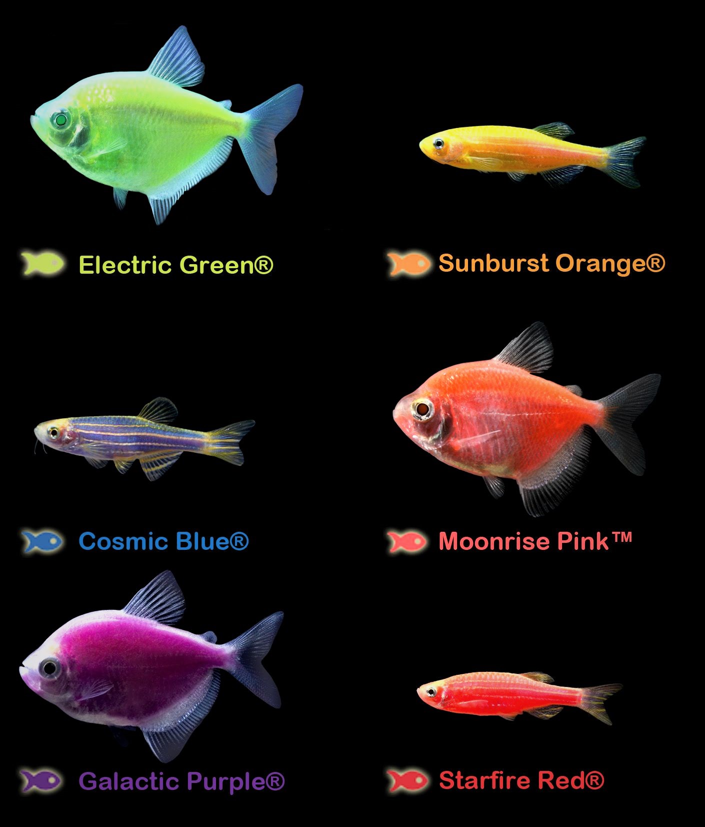 GloFish Breeding Colors