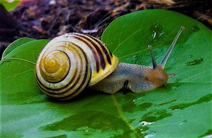 Herbivorous-snails