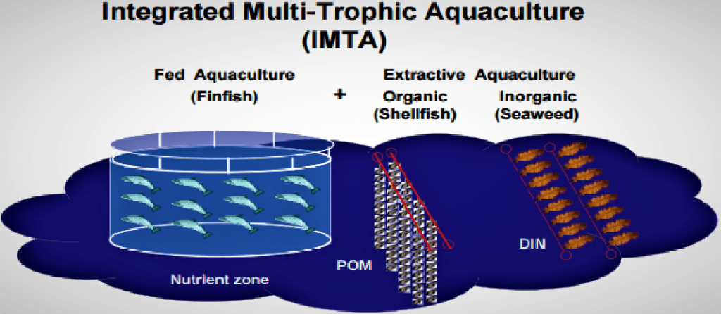 Integrated Multi-Trophic Aquaculture IMTA