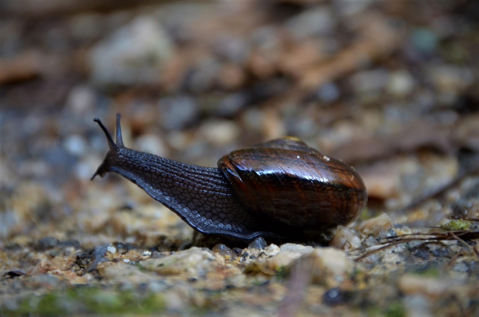 carnivorous-snail