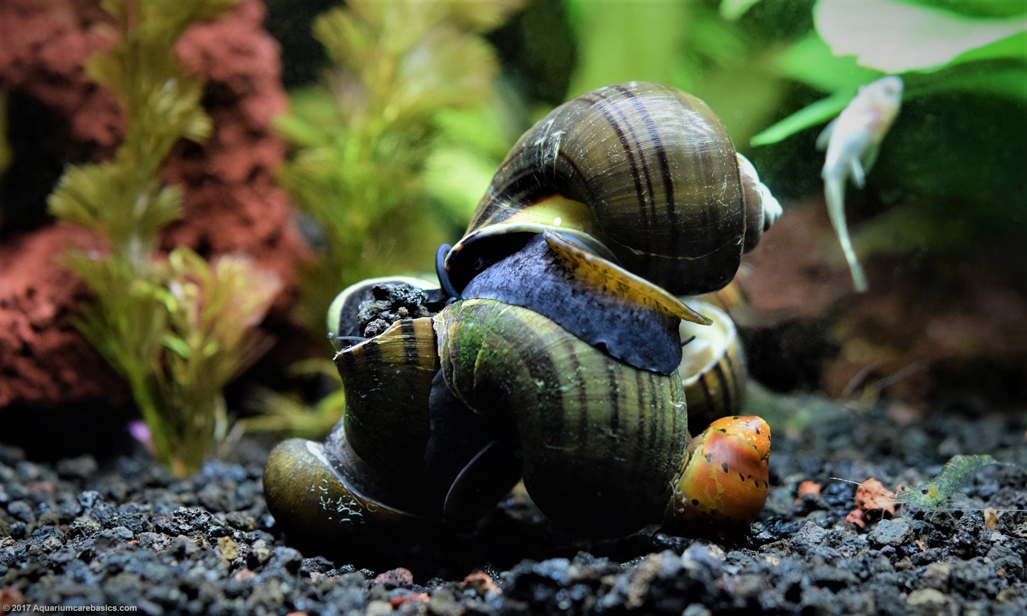 freshwater-snails