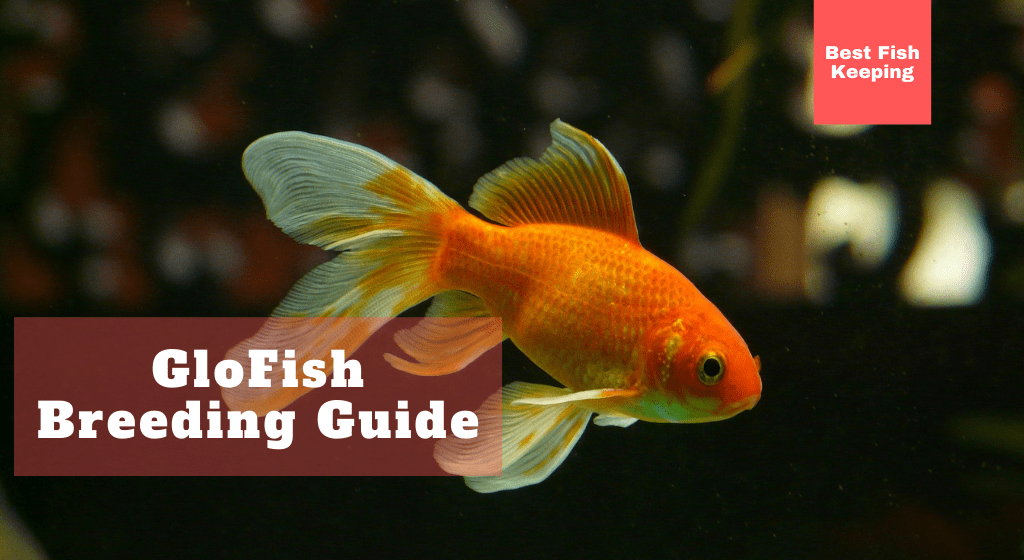Complete GloFish Breeding Guide and Behavior