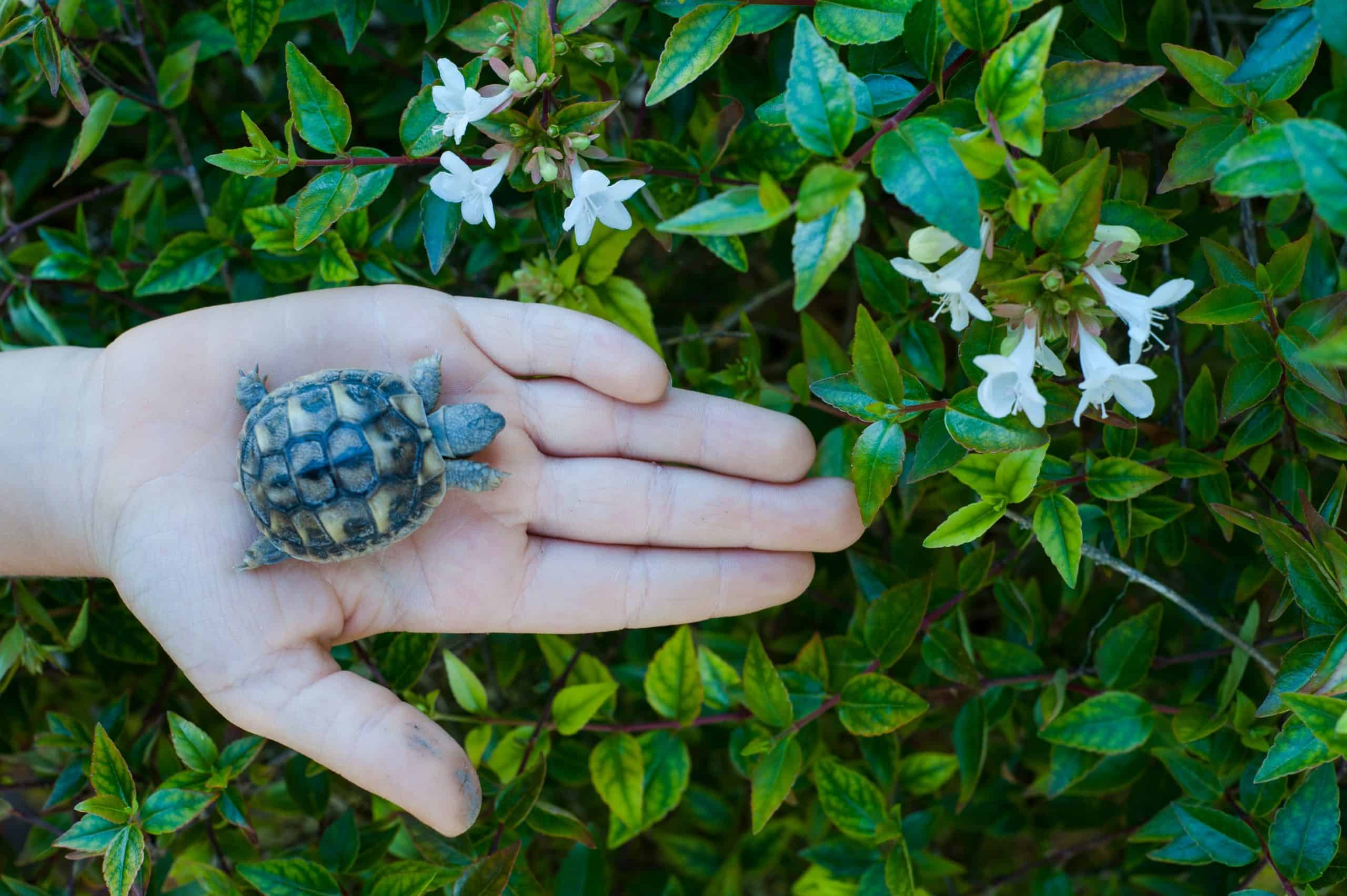 holding-a-baby-turtle