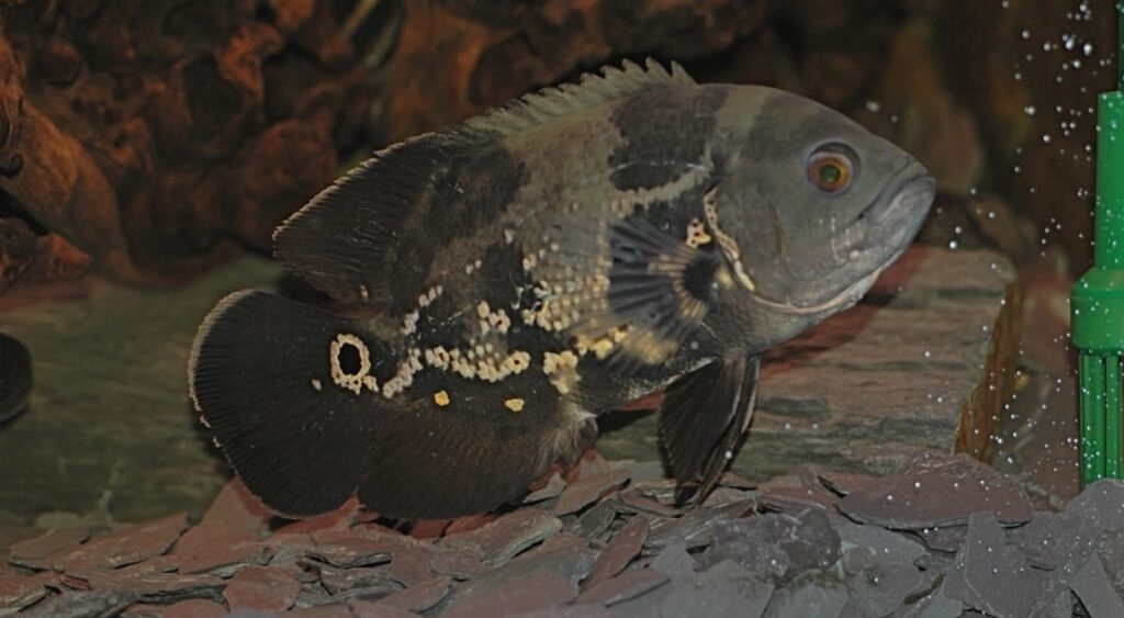 Breeding Session of Oscar Fish