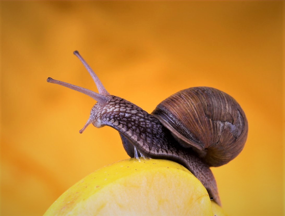 snail-eat