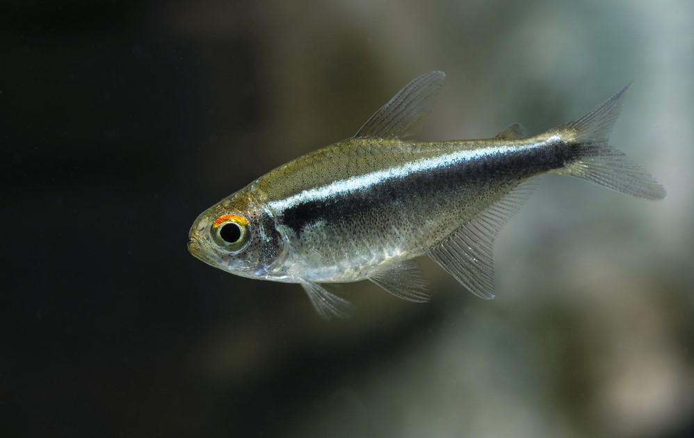 Black Neon tetra fish