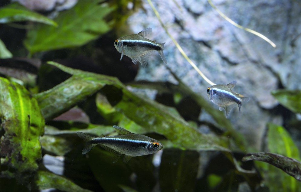 Black Neon tetra fish Feeding