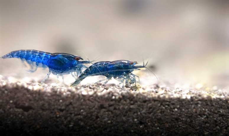 Blue Dream Shrimp Breeding