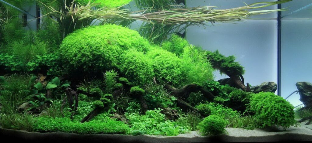 Growing Aquarium Plants