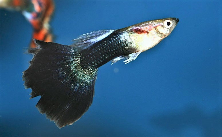 Guppy Specific diseases