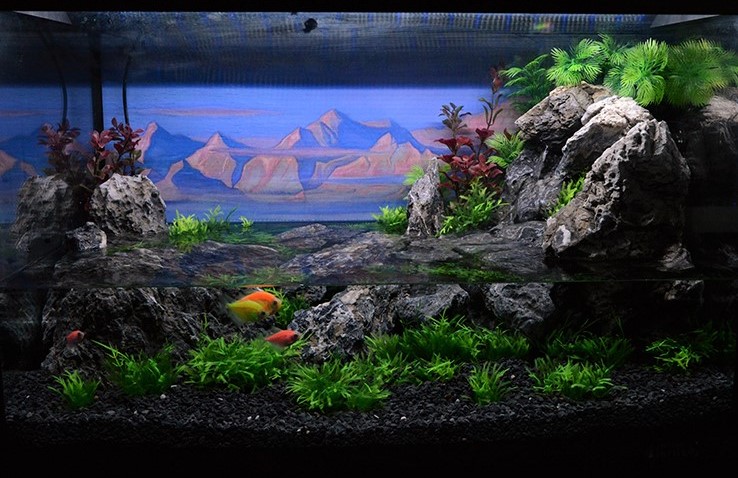 How Long Does It Take To Establish A Nitrogen Cycle In a Freshly Started Aquarium