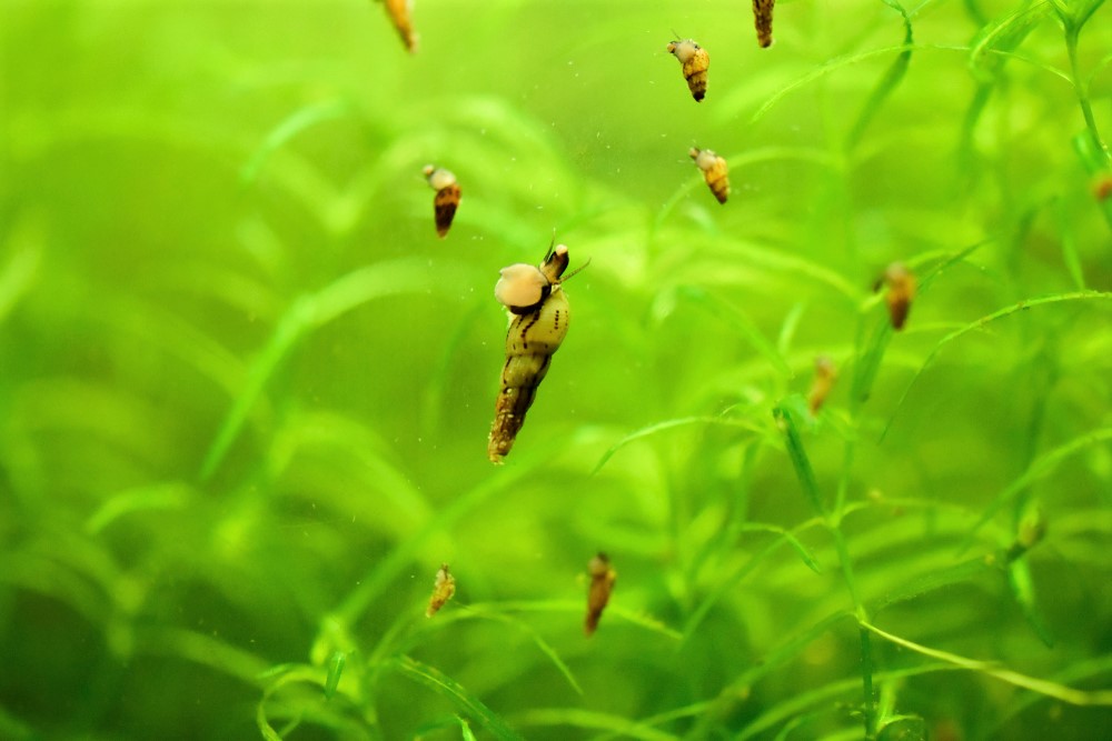 How long does the melania snail live in an aquarium