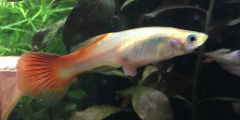 Incurable Guppy Diseases