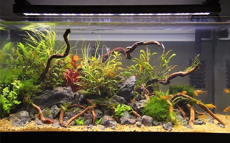 The Nitrogen Cycle of a Tank In 24 Hours