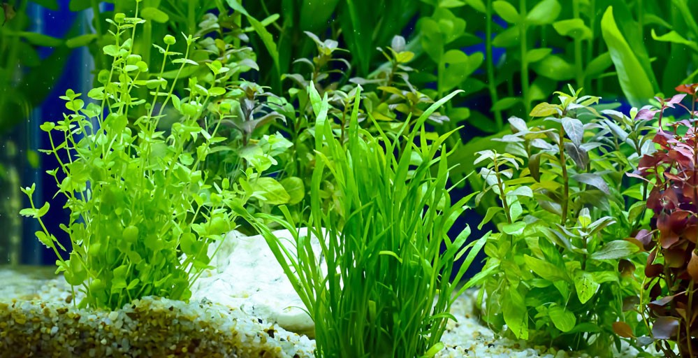 Tips For Growing Aquarium Plants