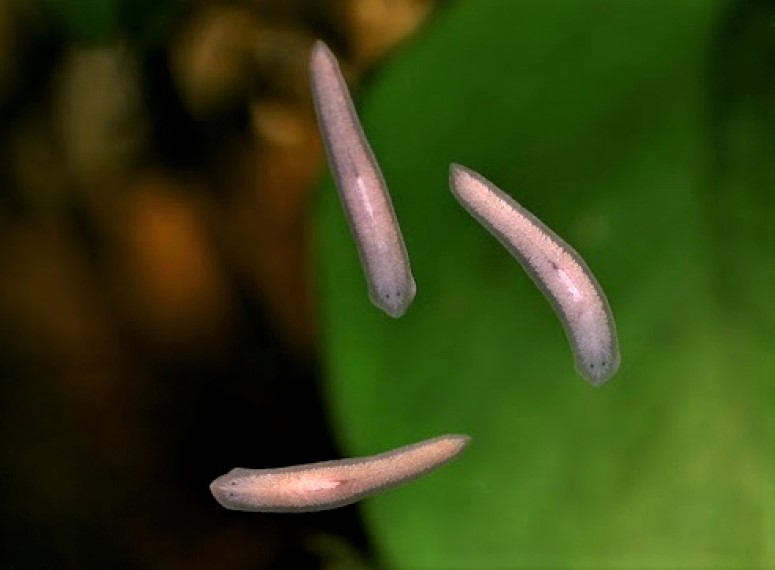 Types Of Aquarium Worms