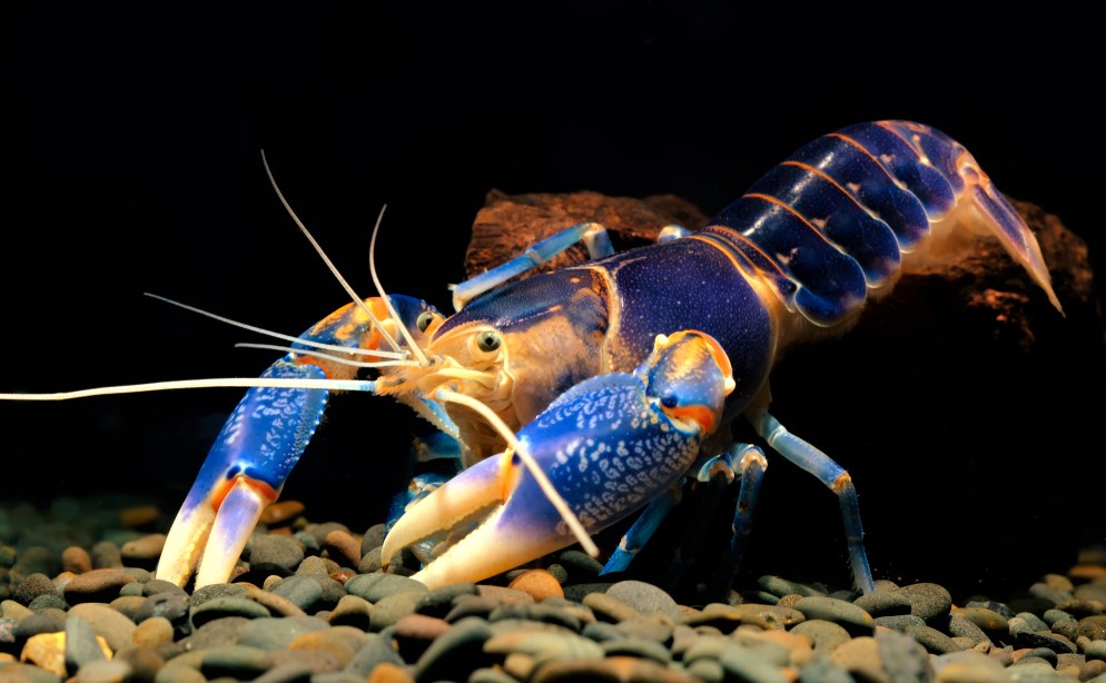What Do Crayfish Eat