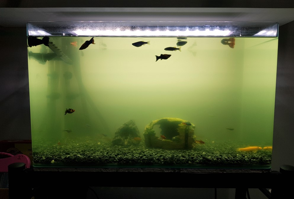 What To Do If The Water Becomes Cloudy in Fish Tank
