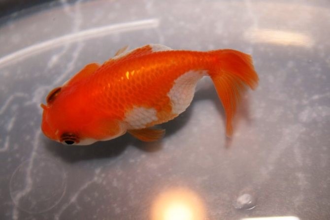 Why Dropsy Can Occur In Fish