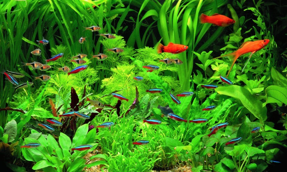 basic Tips For Growing Aquarium Plants