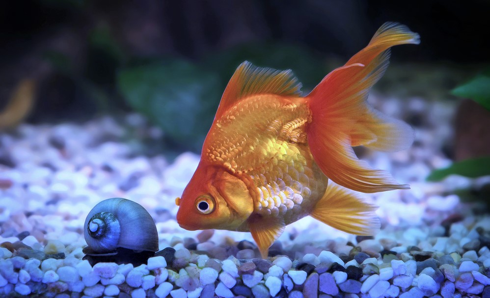 breeding goldfish