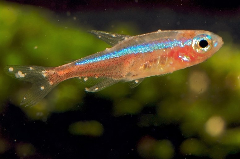 common diseases guppy fish