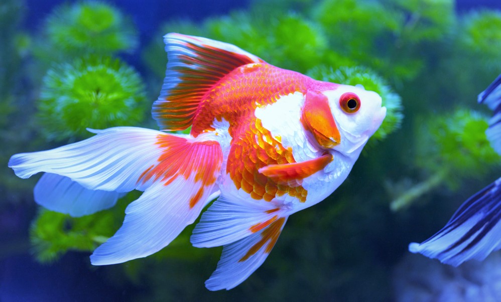 fantail goldfish for aquarium