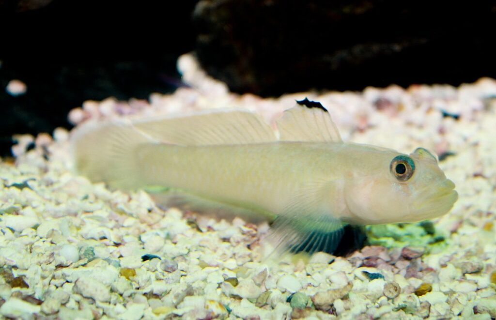 goby for fresh water