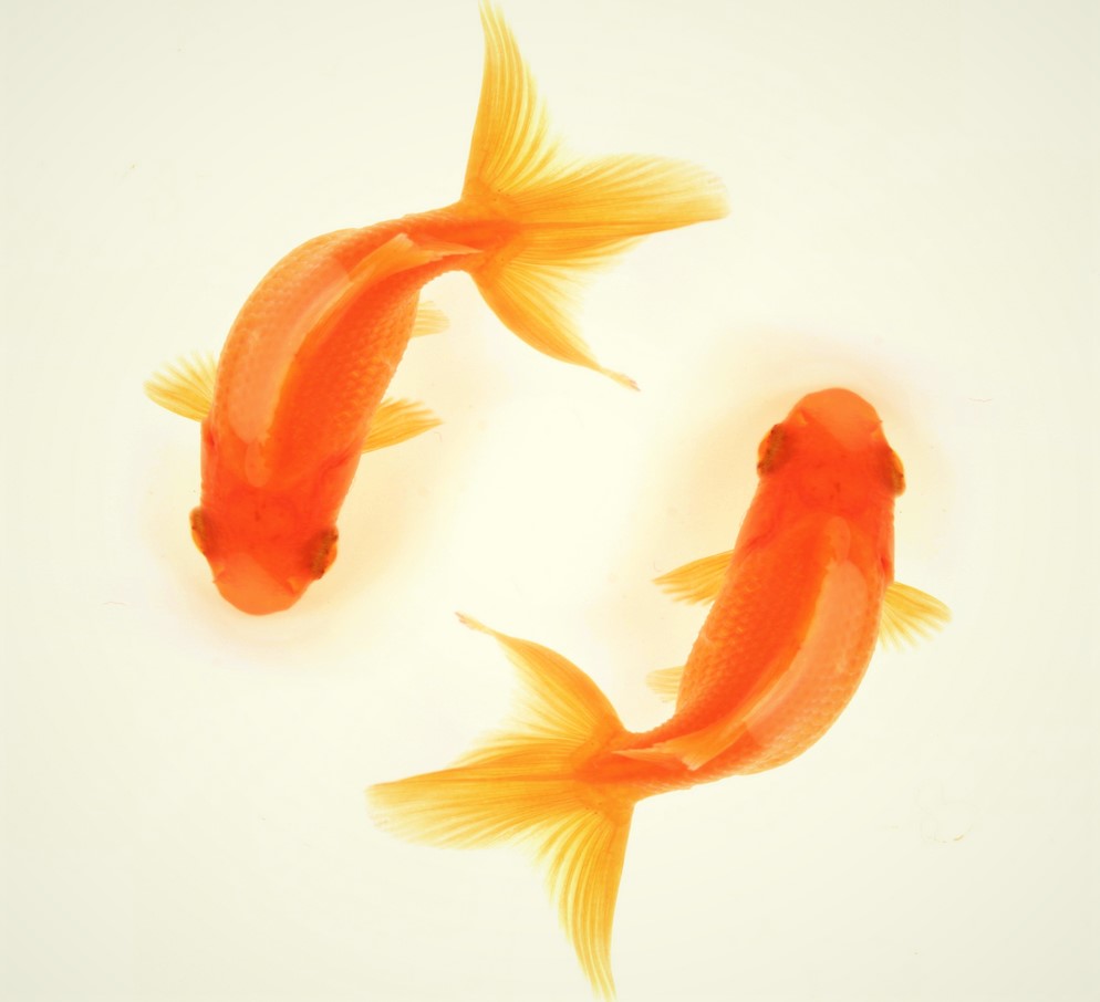 goldfish for home aquarium