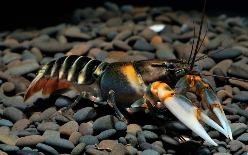 how to take care of crayfish