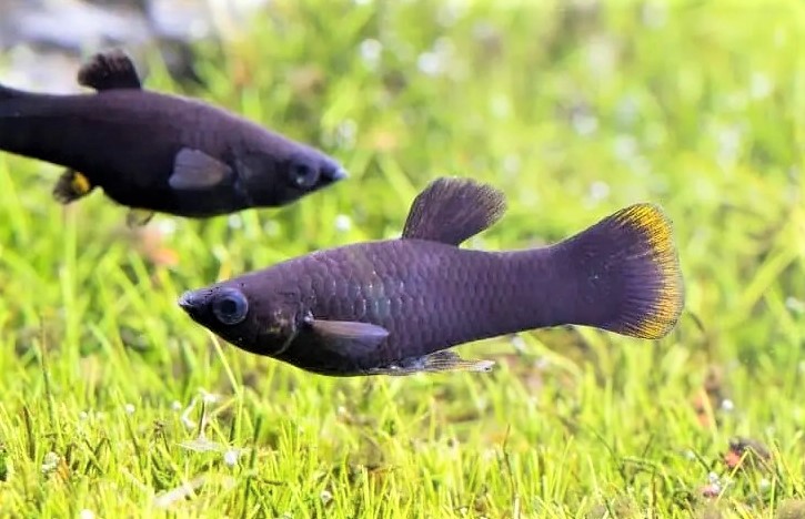 Black-Molly-Fish