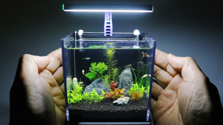 Fish For A Small Aquarium