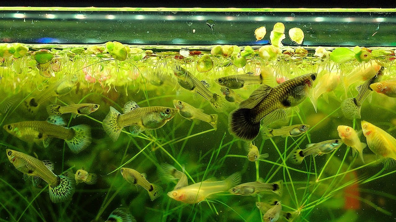 guppy grass for fish tank