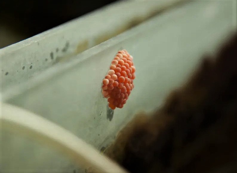How to care for snail eggs in aquarium