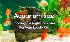  Aquarium Stock Guide und Größe