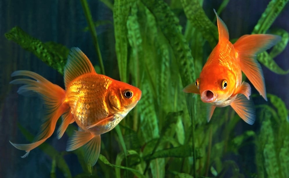 How To Keep Your Fish Tank Clean