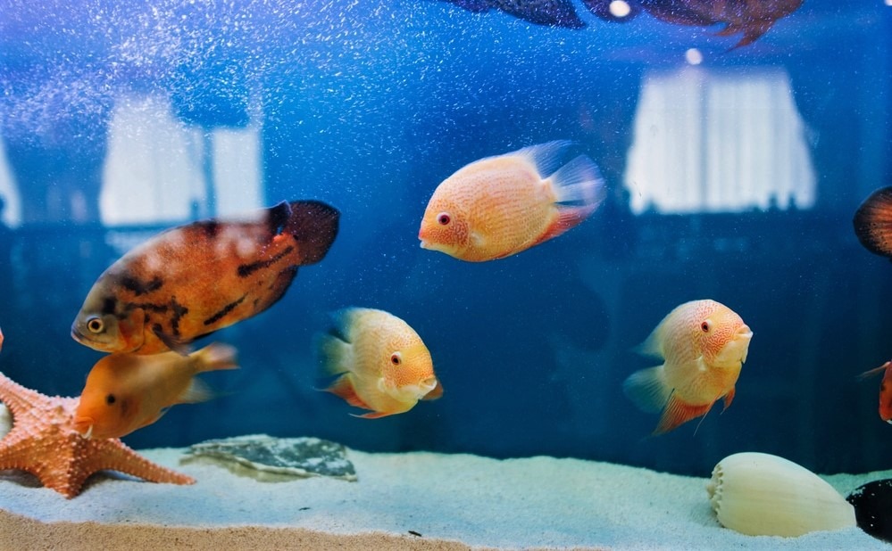 Sizes Of Fish Tank