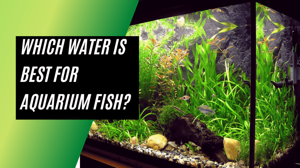 Which Water Is Best For Aquarium Fish

