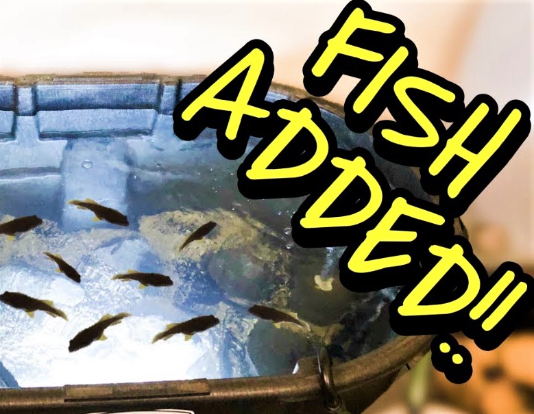 How to adding fish to pond
