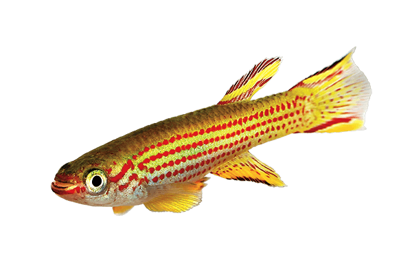 Killifish Species