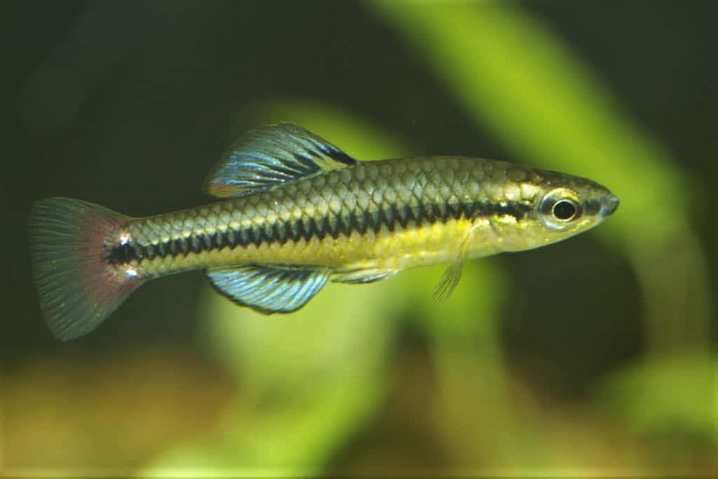 Killifish Care Guide