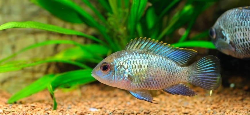 Electric Blue Acara diet