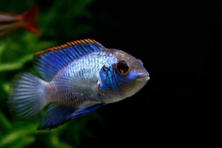 Electric Blue Acara tank