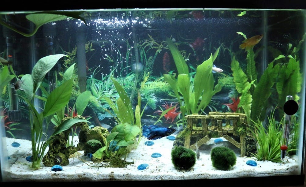 Tank-Setup for The Electric blue acara